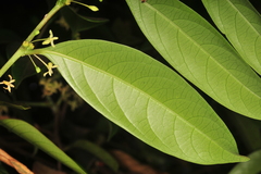 Glochidion assamicum